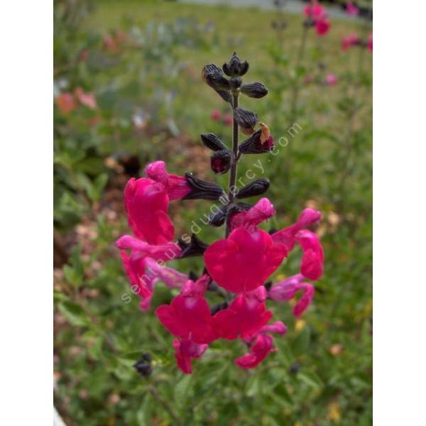 Salvia microphylla 'Pink Blush' sauge arbustive plante vivace