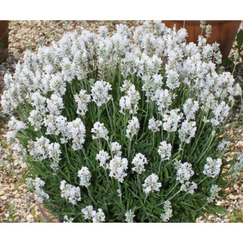 http://www.senteursduquercy.com/3263-thickbox/lavandula-angustifolia ... http://www.senteursduquercy.com/3263-thickbox/lavandula-angustifolia ...