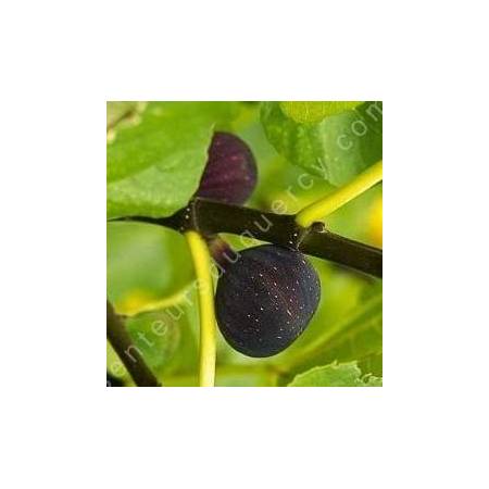 Ficus carica 'Noire de Barbentane', Figue noire