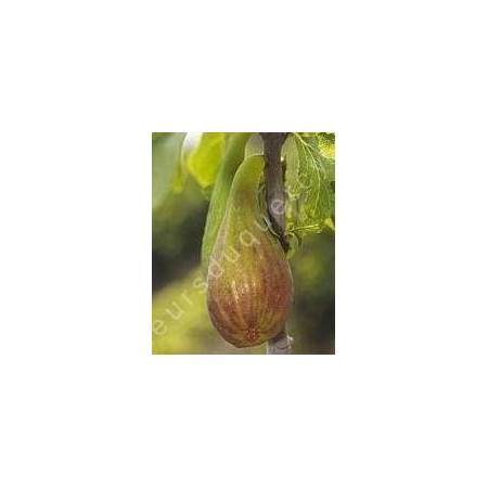 Ficus carica 'Longue d'août', Figuier