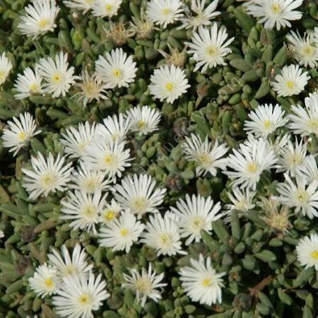Delosperma karooicum 'Graaf Reinet'