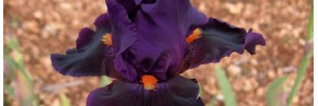 Grands Iris par couleur