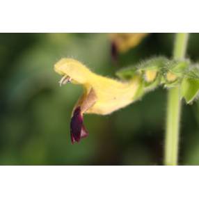 Salvia flava var. megalantha - Sauge à fleurs jaunes géantes