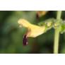 Salvia flava var. megalantha - Sauge à fleurs jaunes géantes