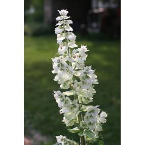 Sauge sclarea 'Vatican White'