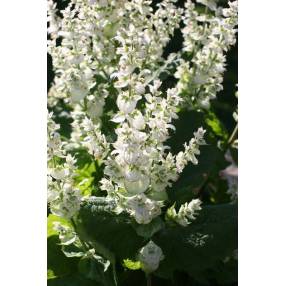 fleur de Salvia sclarea 'Vatican White' - Sauge sclarée blanche