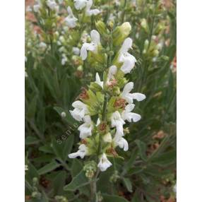 Salvia officinalis 'Albiflora' - Sauge officinale à fleur blanche