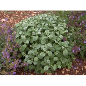 Salvia officinalis 'Crispa' - Sauge officinale crispée