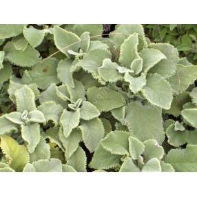 Salvia officinalis 'Crispa' - Sauge officinale crispée