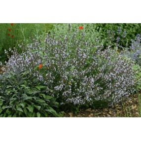 Salvia 'Mas de Lunès', Sauge officinale à fleur rose