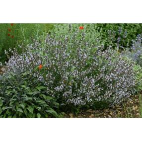 Salvia 'Montagne de l'Hortus' - Sauge officinale à fleur rose