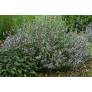 Salvia 'Montagne de l'Hortus' - Sauge officinale à fleur rose