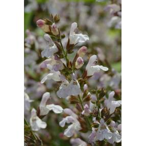 Salvia 'Mas de Lunès', Sauge officinale à fleur rose