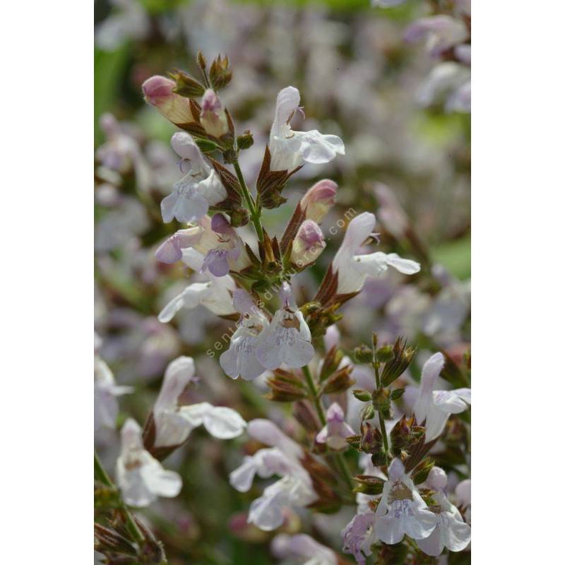 Salvia 'Mas de Lunès', Sauge officinale à fleur rose