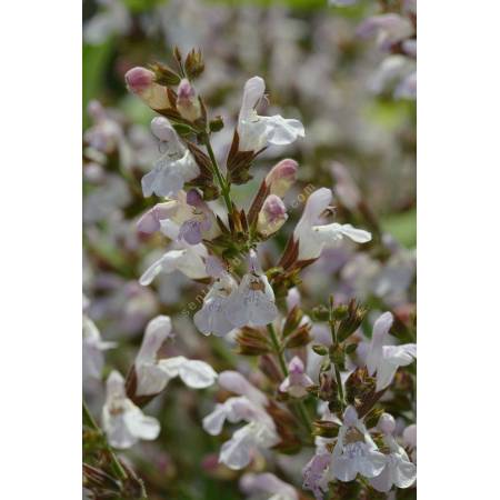 Salvia 'Montagne de l'Hortus' - Sauge officinale à fleur rose