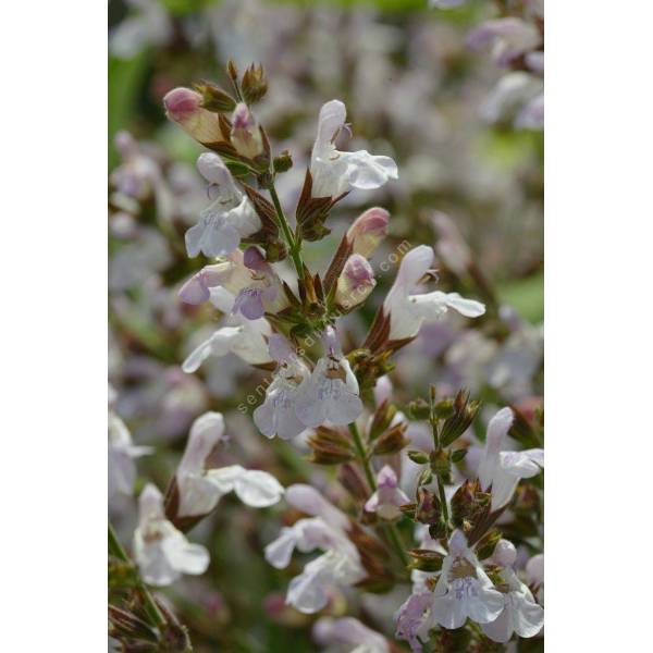 Salvia 'Mas de Lunès', Sauge officinale à fleur rose