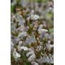 Salvia 'Montagne de l'Hortus' - Sauge officinale à fleur rose