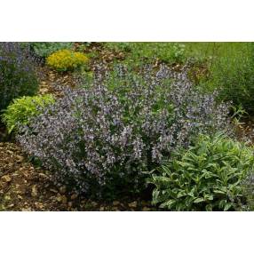 Salvia 'Montagne de l'Hortus' - Sauge officinale à fleur rose