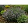 Salvia 'Montagne de l'Hortus' - Sauge officinale à fleur rose