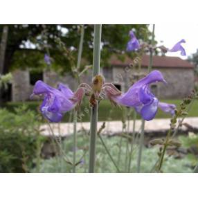 Salvia ringens - Sauge