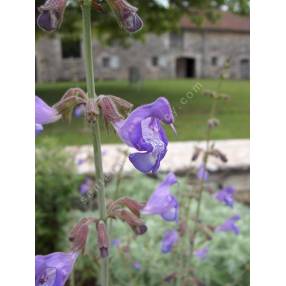 Salvia ringens - Sauge