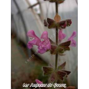 Salvia recognita - Sauge