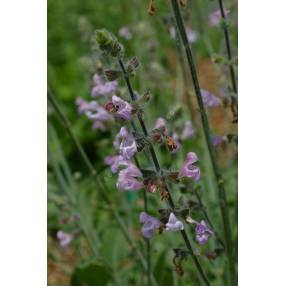 Salvia recognita - Sauge