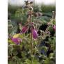 touffe de Salvia przewalskii - Sauge de Przewalsk