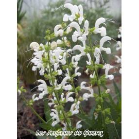 Salvia pratensis 'Swan Lake' - sauge vivace des prés à fleur blanche