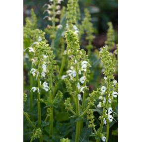 Salvia pratensis 'Swan Lake' - Sauge des prés blanche