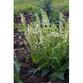 Salvia pratensis 'Swan Lake' - Sauge des prés blanche