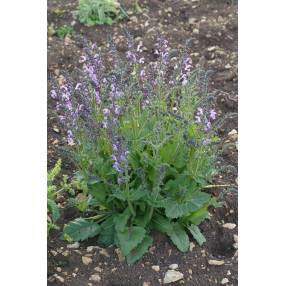 Salvia pratensis 'Rose Rapsody' - Sauge des prés rose