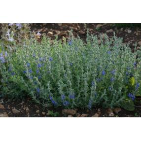 Salvia pisidica - Sauge à feuille de potentille