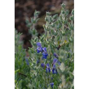 Salvia pisidica - Sauge à feuille de potentille