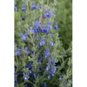 Salvia pisidica - Sauge à feuille de potentille