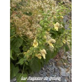 touffe de Salvia glutinosa - Sauge glutineuse