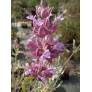 Salvia pachyphylla - Sauge du désert