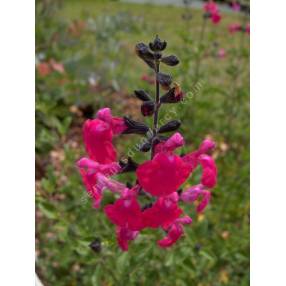 grappe de Salvia 'Pink Blush' - Sauge arbustive rose