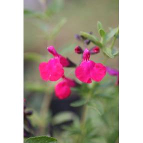 Sauge arbustive rose - Salvia 'Pink Blush'