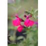 Sauge arbustive rose - Salvia 'Pink Blush'