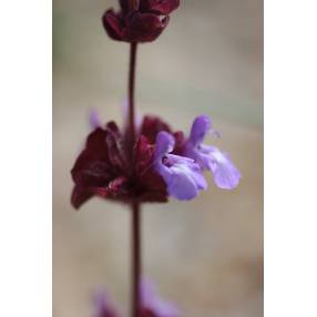 Salvia multicaulis - Sauge à nombreuses tiges