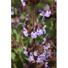 Salvia multicaulis - Sauge à nombreuses tiges