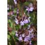 Salvia multicaulis - Sauge à nombreuses tiges