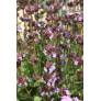 Salvia multicaulis - Sauge à nombreuses tiges