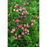 groupe de Salvia 'Ribambelle' - Sauge arbustive rose