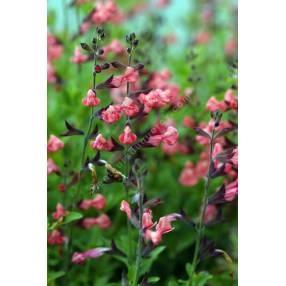 Salvia 'Ribambelle' - Sauge arbustive rose