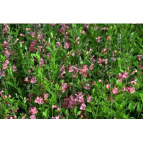 Touffe de Salvia 'Ribambelle' - Sauge arbustive rose