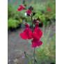 Fleur de Salvia 'Bordeaux' - Sauge arbustive