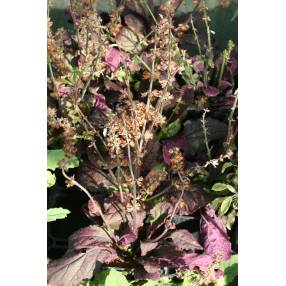 Rosettes bordeaux de Sauge lyrée ‘Purple Knockout’