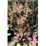 Rosettes bordeaux de Sauge lyrée ‘Purple Knockout’
